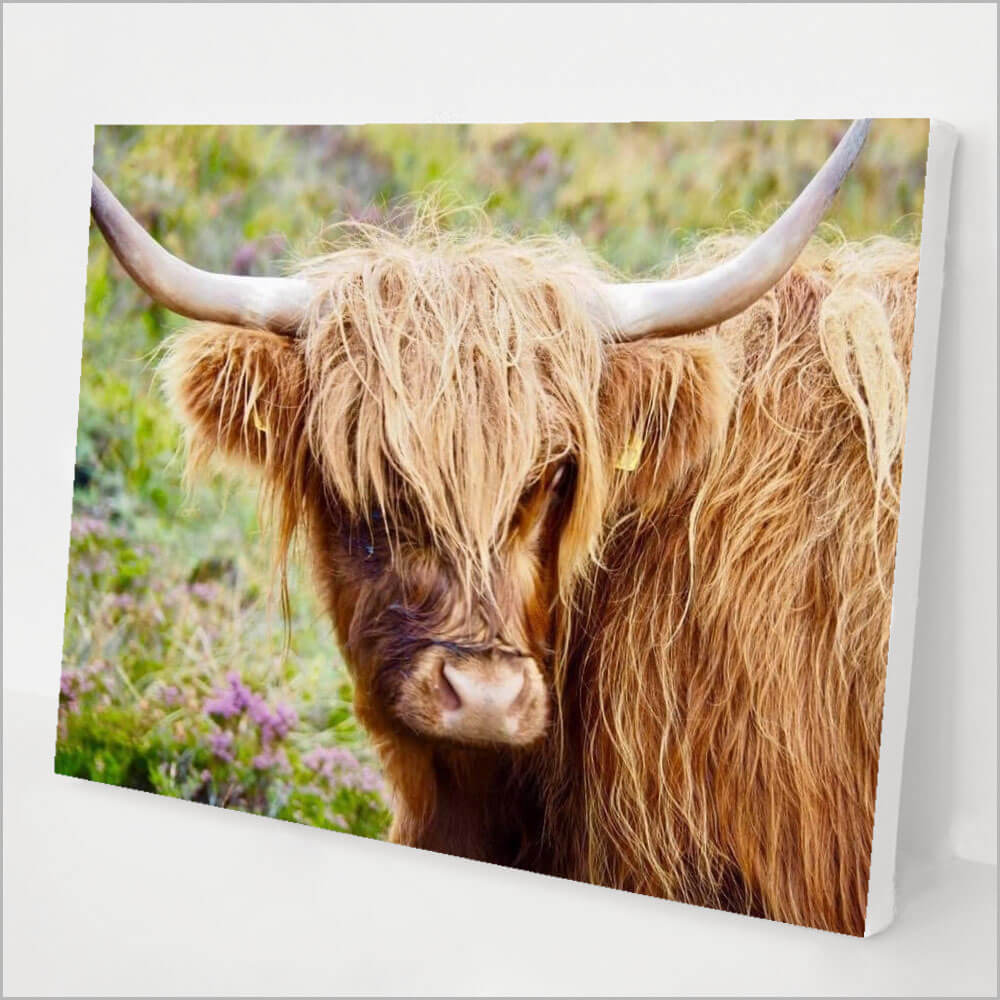 Meet Deb: Photographer of the Highland Cattle