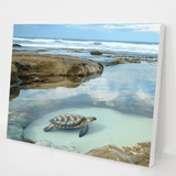 Tide Pool Turtle kit