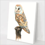 Barn Owl kit