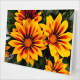 Blanket Flower kit